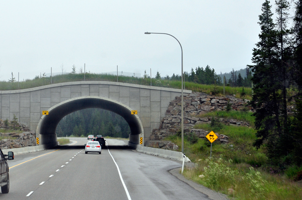 Wildlife crossing bridge